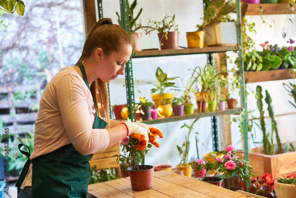 Floristin macht sorgfältigen Rückschnitt bei einer Blume Floristin macht sorgfältigen Rückschnitt bei einer Blume