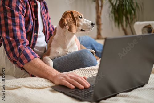 Man enjoys work with his favorite beagle coworker. Home office goals concept. Creating the perfect pet-friendly workspace © yavdat