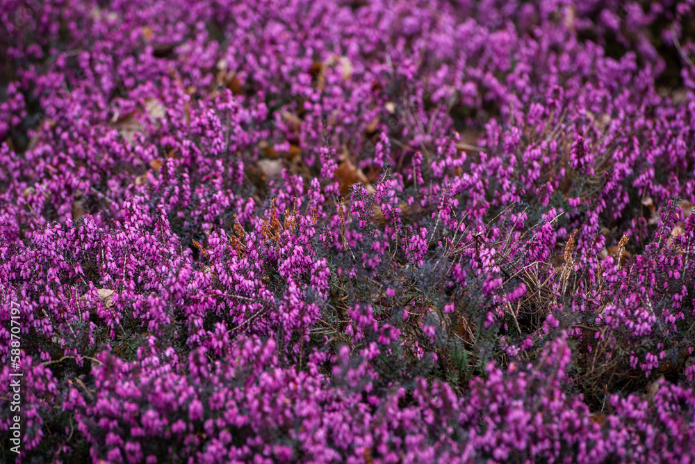 Purple heather bushes closeup after the rain