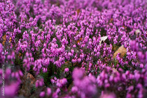 Purple heather bushes closeup after the rain