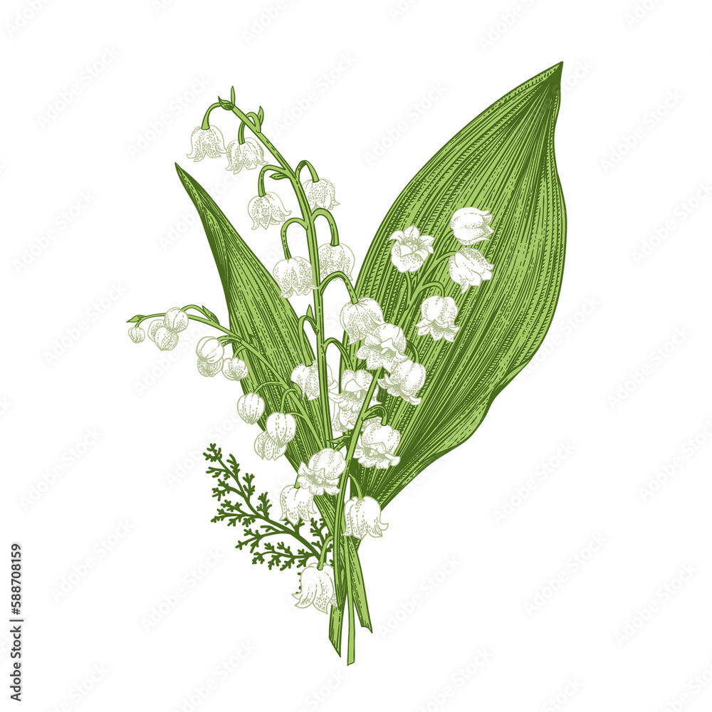 Spring bouquet with lily of the valley flowers and herbs. Botanical illustration,  isolated on transparent background. Vintage. Greenery. - obrazy, fototapety, plakaty 