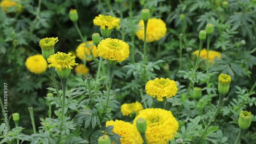 A blooming marigold flower swaying in the wind A blooming marigold flower swaying in the wind