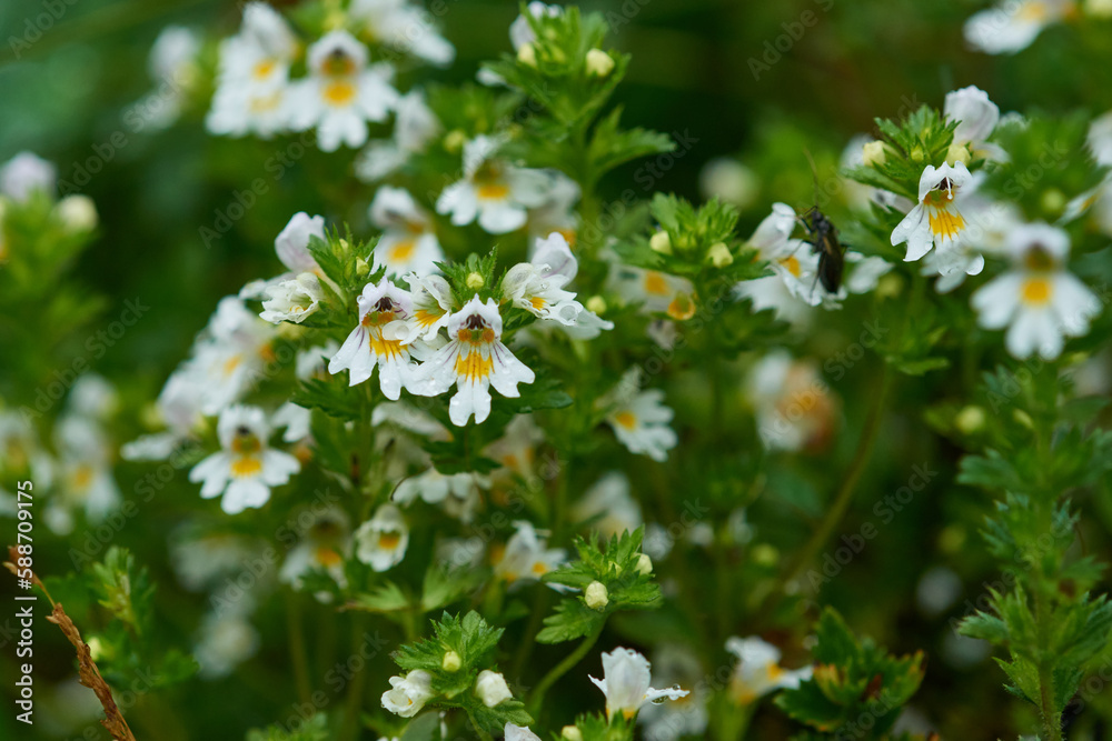 Gemeiner Augentrost (Euphrasia rostkoviana)	