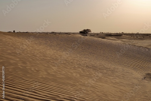 Fototapeta Naklejka Na Ścianę i Meble -  Sand dunes in a desert with a blue skyline in the background