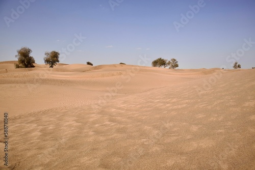 Sand with trees in the dry desert on a sunny day against a blue sky