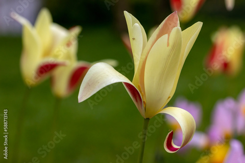 close up of a lily flower