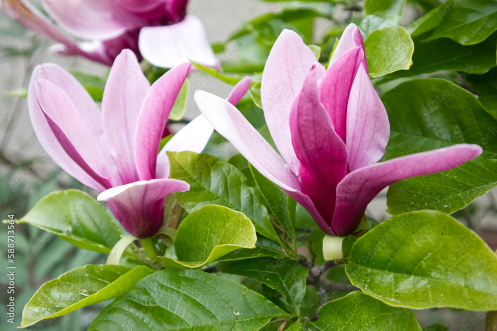 Pink blooming magnolias in green leaves close up Pink blooming magnolias in green leaves close up