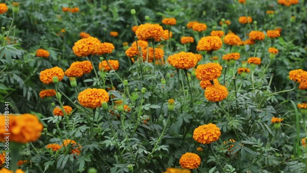 Beautiful orange marigolds sway in the breeze Beautiful orange marigolds sway in the breeze