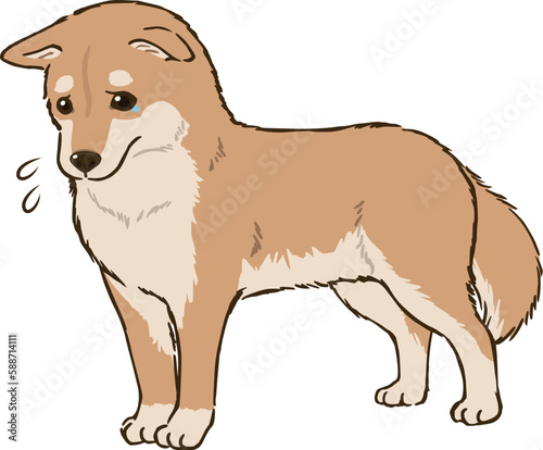 悲しむ柴犬（茶柴）