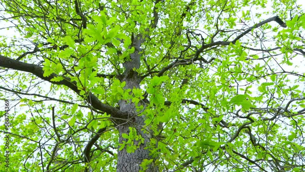 First shoots and first leaves of an oak forest (Quercus robur) in spring in the town of Liendo. Liendo Valley, Montaña Oriental Costera, Cantabrian Sea, Cantabria, Spain, Europe First shoots and first leaves of an oak forest (Quercus robur) in spring in the town of Liendo. Liendo Valley, Montaña Oriental Costera, Cantabrian Sea, Cantabria, Spain, Europe