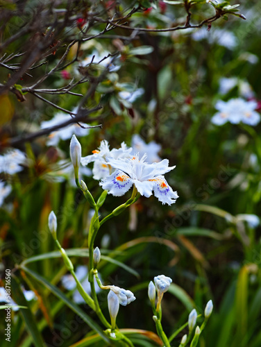 Moments in everyday life that we might otherwise overlook.

These were taken by me going for a walk. For example, flowers, plants, and everyday life.
 photo