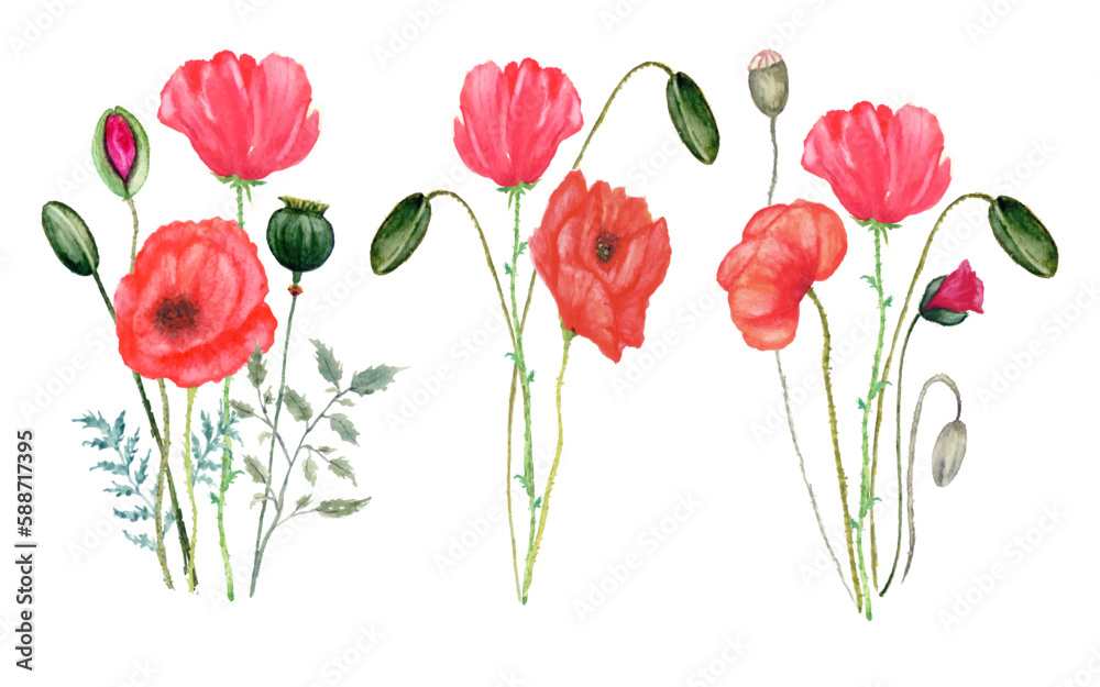spring poppies flowers isolated on white