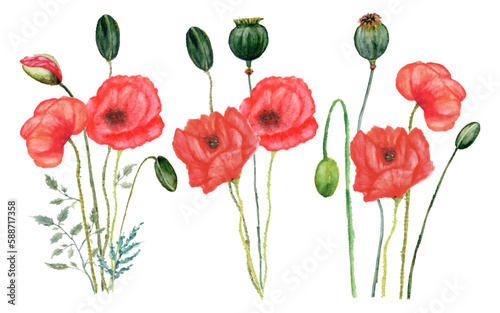 Fototapeta Naklejka Na Ścianę i Meble -  poppy flowers illustration