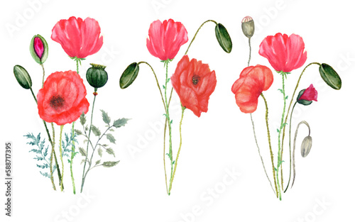 spring poppies flowers isolated on white