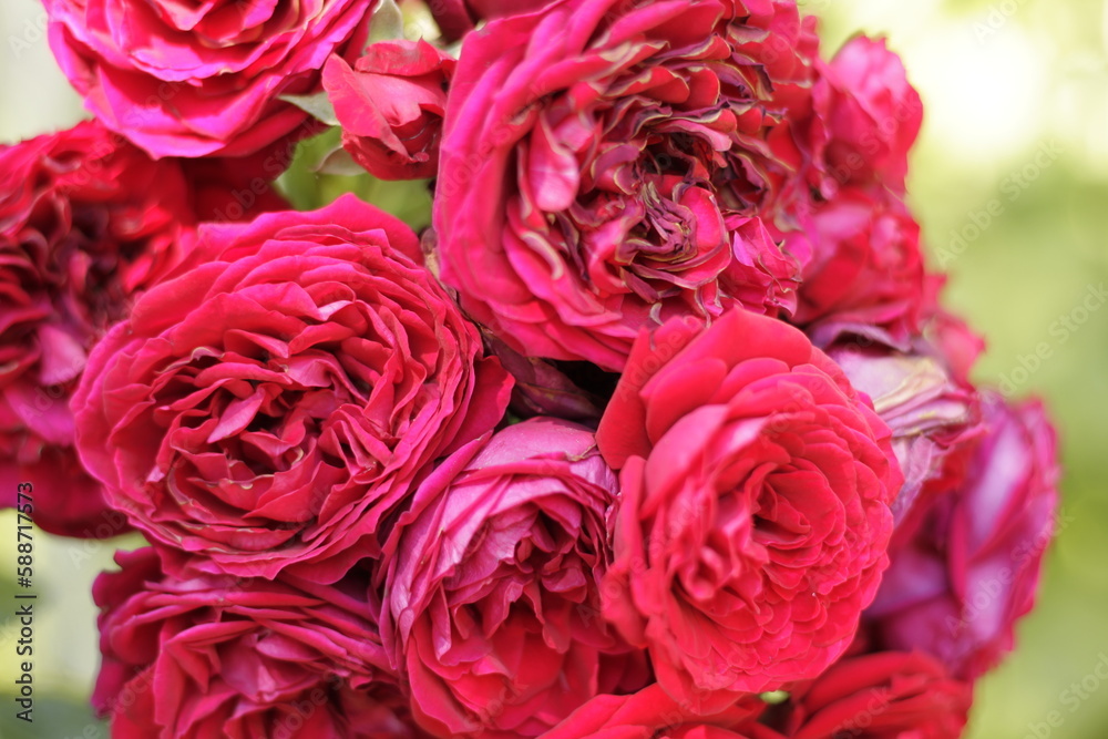 bouquet of red roses