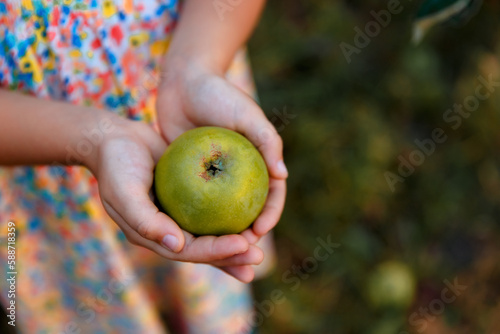 green apples in a basket and on the grass, hold an apple, green apple close-up