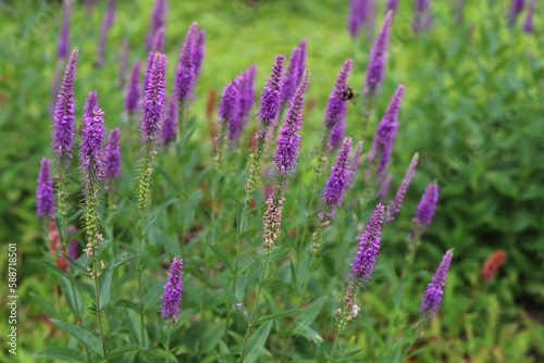 Veronica spicata  spiked speedwell plant with violet flowers.