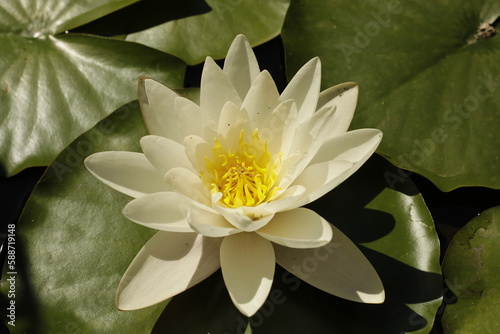 white water lily