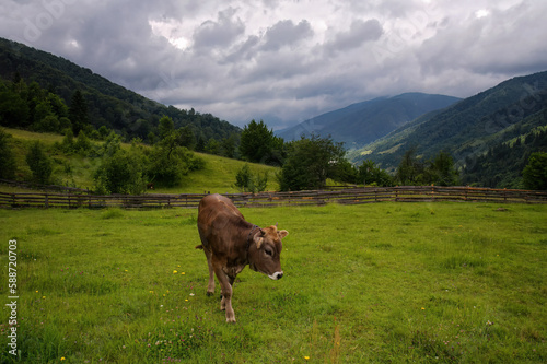 Idyllic Landscape with a Cow Grazing in the Foreground in the Mountain Meadow