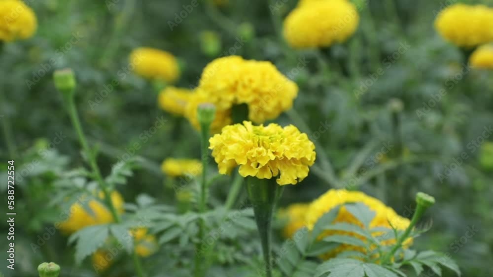 The beautiful yellow marigold flowers in the field The beautiful yellow marigold flowers in the field