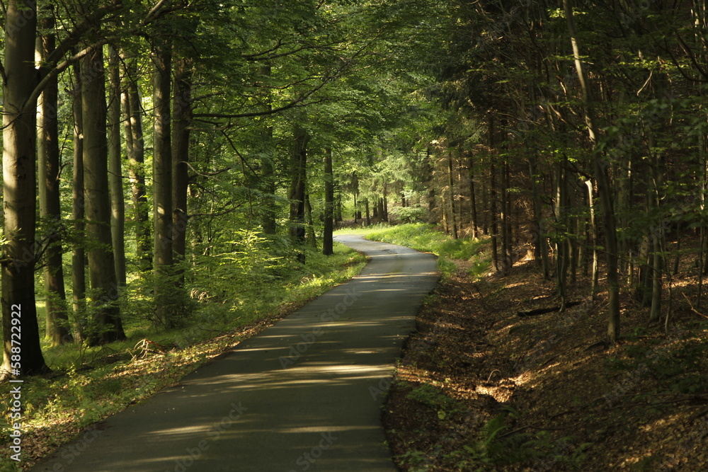 Fototapeta premium path in the woods