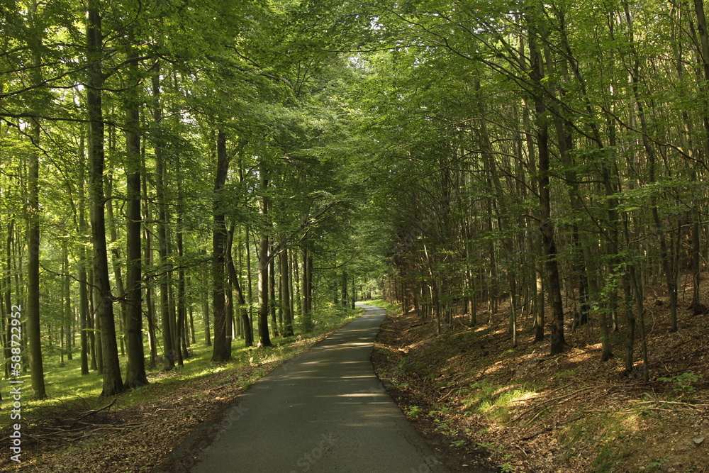 Naklejka premium path in the forest