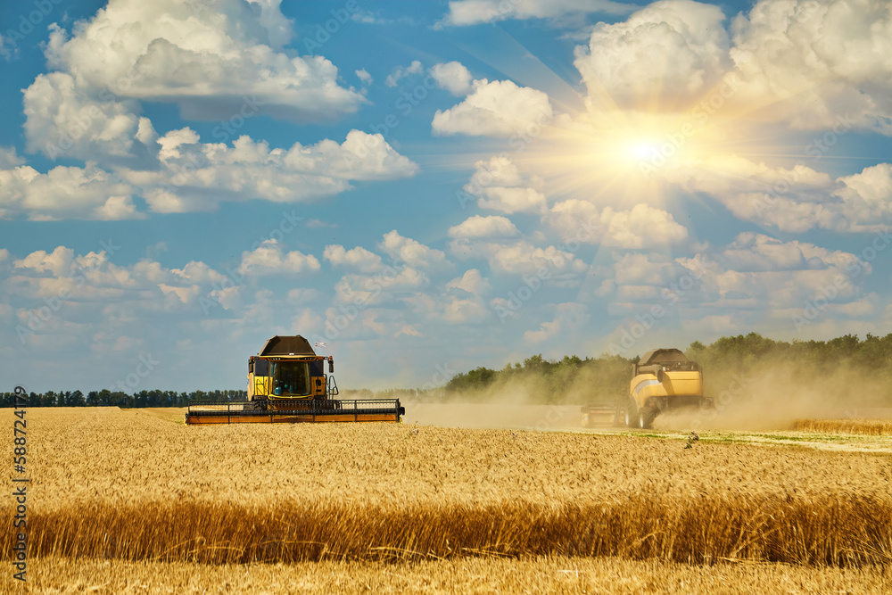 Fototapeta premium Combine harvester harvests ripe wheat.