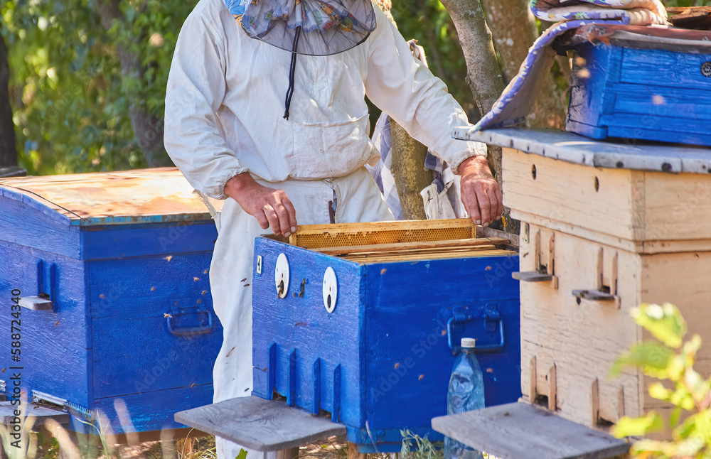 Beekeeper working on apiary in nice sunny day with honey frames in evidence. The concept of the beekeeper. A man works in his apiary farm.