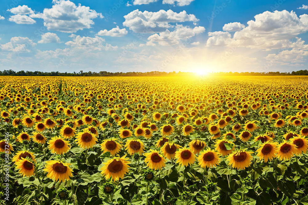 Obraz premium Panorama Landscape Of Sunflower fields And blue Sky clouds Background.Sunflower fields landscapes on a bright sunny day