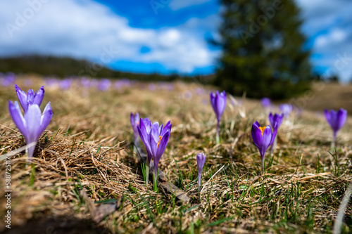 Typical spring mountain flowers. Crocus vernus  Crocus heuffelianus  Crocus scepusiensis. The Tatra Mountains.