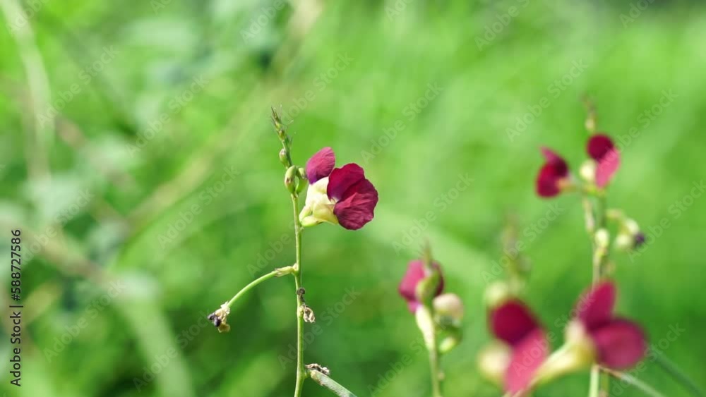 The flower of Macroptilium lathyroides (Also known phasey bean). The plant spreads readily from seed under moist conditions The flower of Macroptilium lathyroides (Also known phasey bean). The plant spreads readily from seed under moist conditions