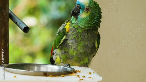 Tropical blue fronted amazon bird perched beside a food bowl at an aviary. photo