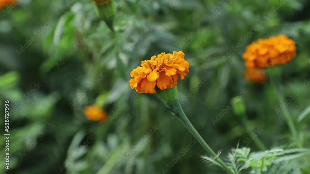 Most beautiful garden of orange marigolds Most beautiful garden of orange marigolds