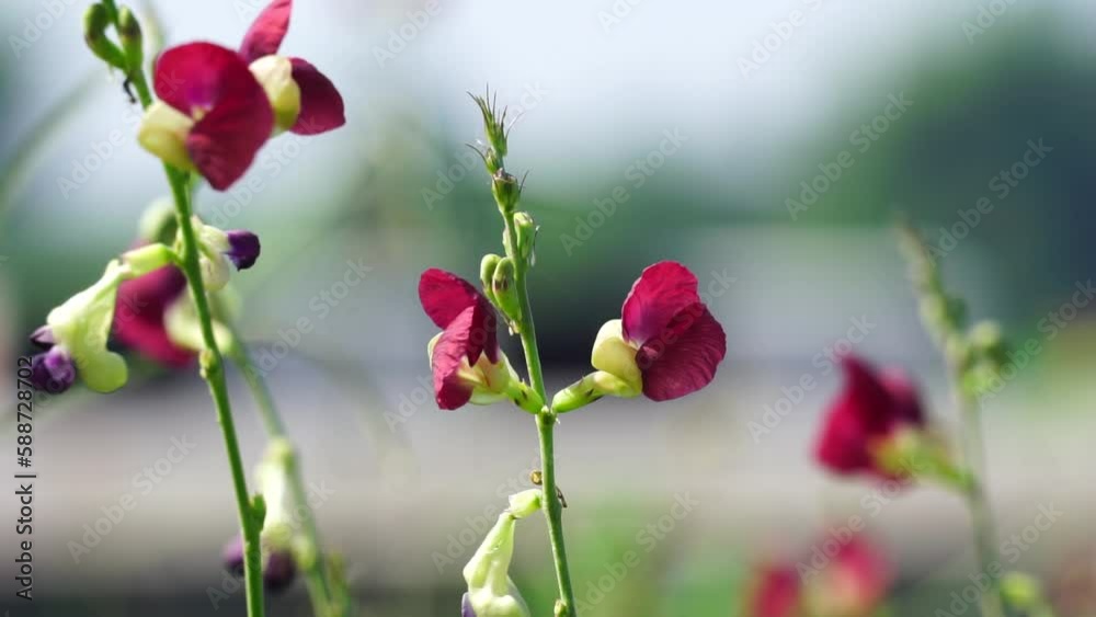 The flower of Macroptilium lathyroides (Also known phasey bean). The plant spreads readily from seed under moist conditions The flower of Macroptilium lathyroides (Also known phasey bean). The plant spreads readily from seed under moist conditions