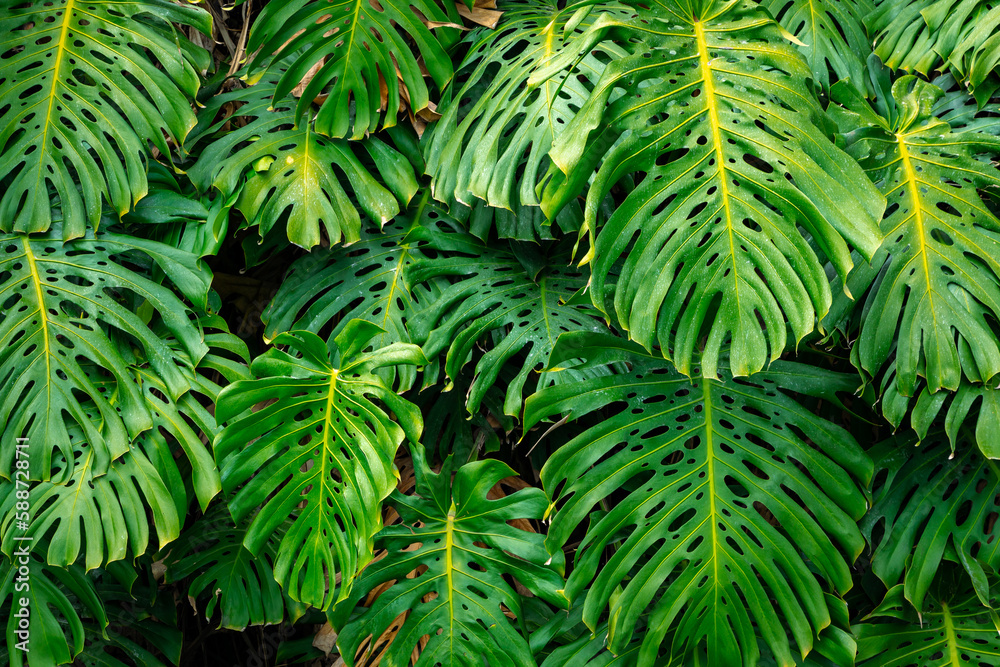 Fototapeta Green Tropical Leaves of Exotic Plant Growing in Wild. Tropical Rainforest Plant. Amazon Nature Background. 