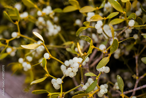mistletoe branch with green leaves and white ripe berries