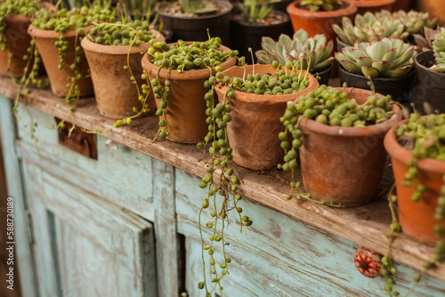 pots of succulents stand in a row on an old counter