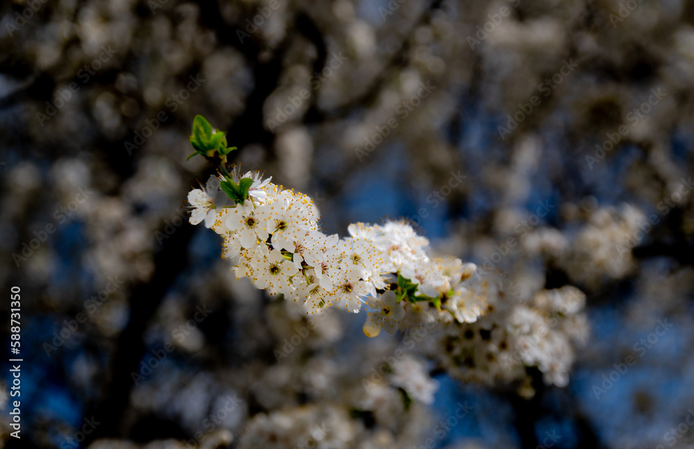 Fototapeta premium Spring fruit tree white bloom 3