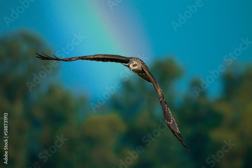Black kite in flight with a rainbow in the background