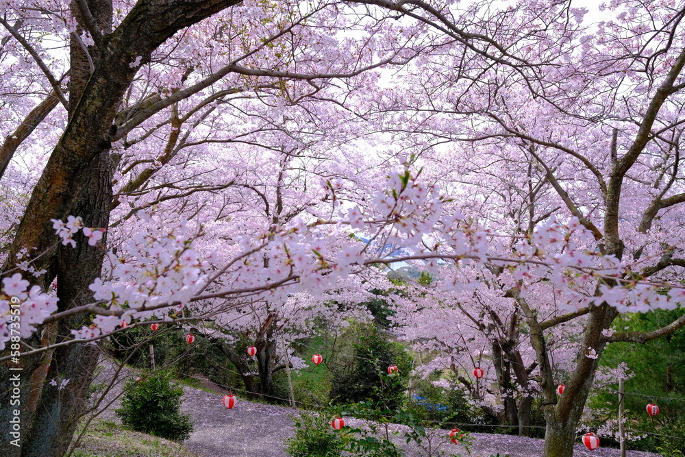 満開の桜並木の道
