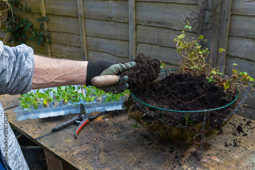 Renewing compost in hanging basket prior to planting