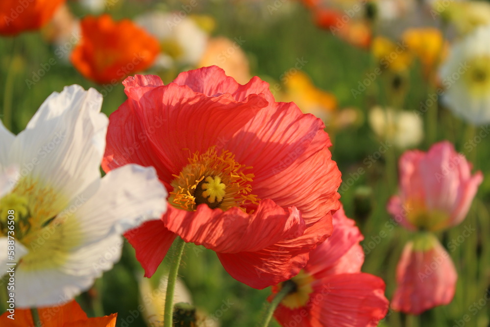 Obraz premium POPPY / 接写ポピー