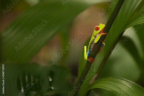 Rotaugenlaubfrosch in Costa Rica photo