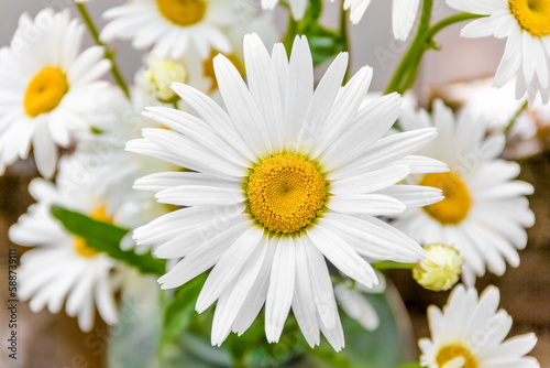 Bouquet of garden daisies close-up. summer beautiful background.