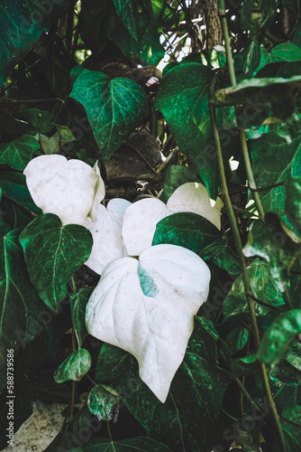 Delicate white variegated Ivi covering a wall photo