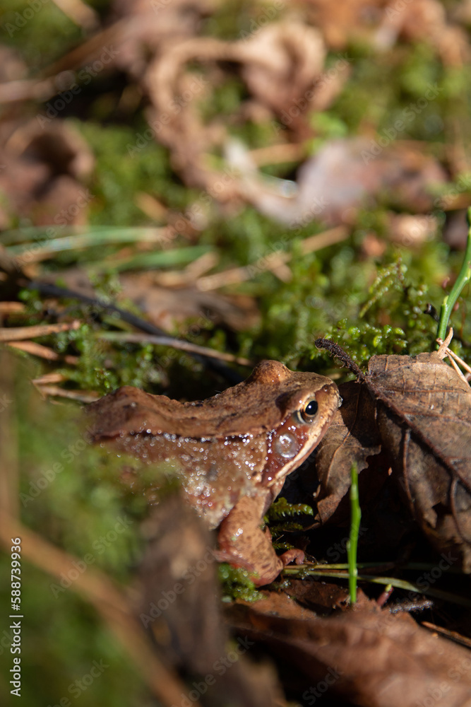 Naklejka premium photo toad sitting sideways to the camera