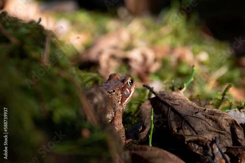 photo of a toad sitting in the grass and looking ahead © Yaraslava