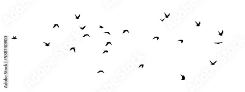 flock birds flying in the sky on clear background