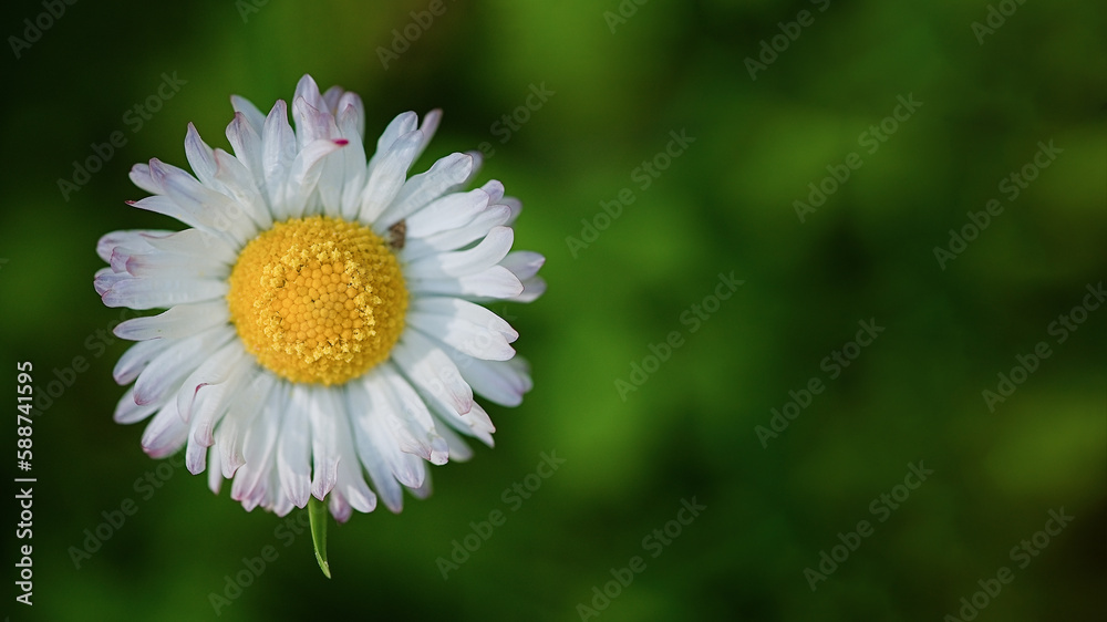 Fototapeta premium Daisy flower close up. Spring background. Copy space. Soft focus