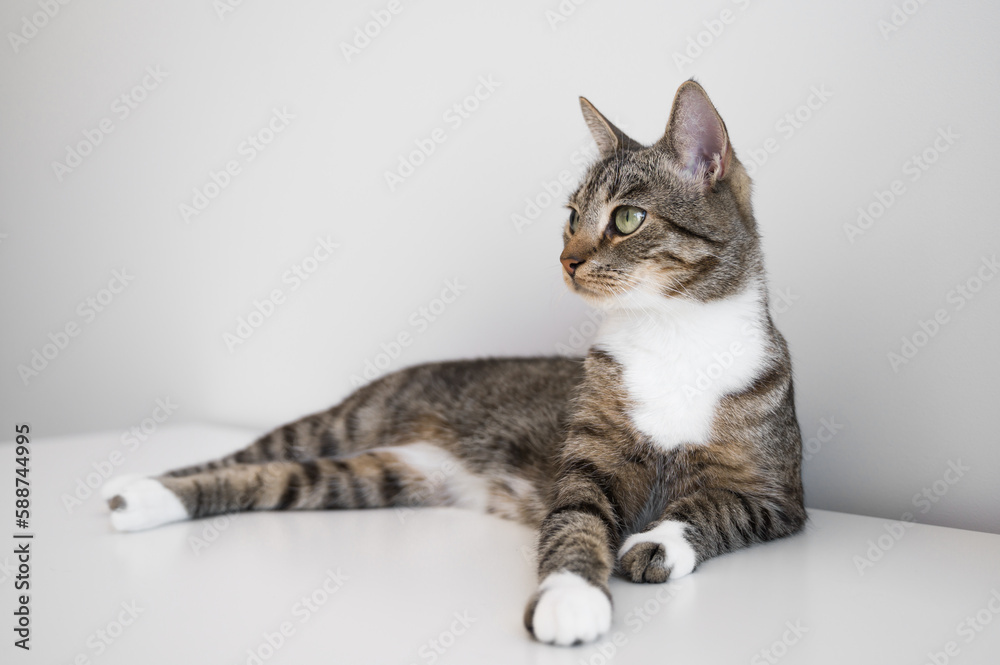 domestic animals concept. cute tabby cat on the shelf banner with copyspace